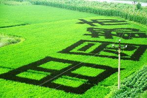 Draw on the paddy fields