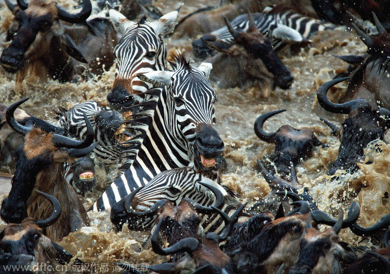 Outnumbered zebras earn their stripes