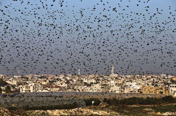 Flock of migrating starlings in Israel makes for stunning images