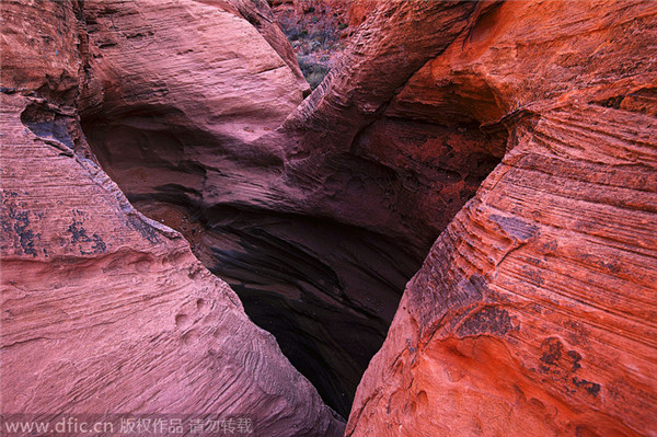 Natural love, hearts found in nature