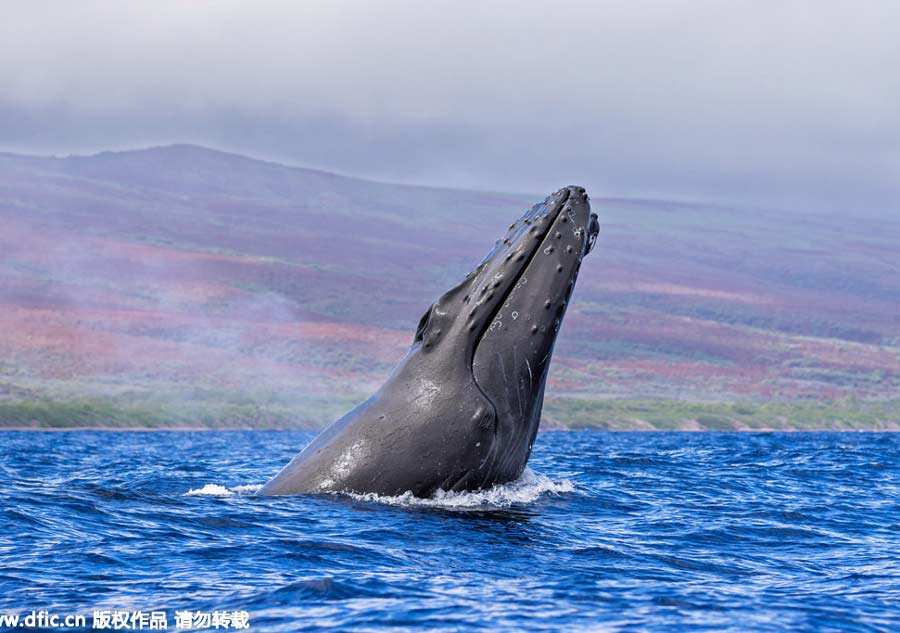 Acrobatic ocean giants