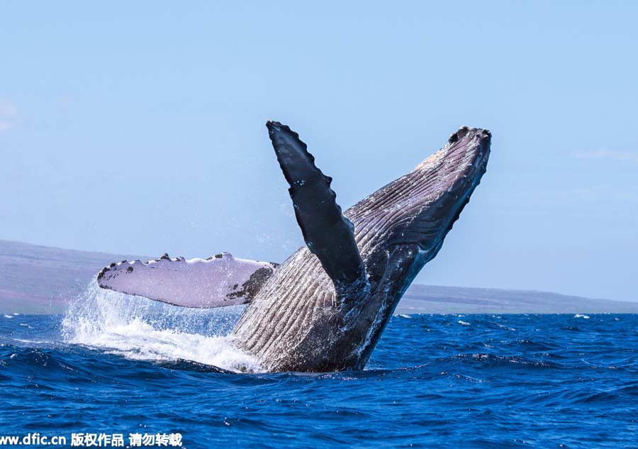 Acrobatic ocean giants