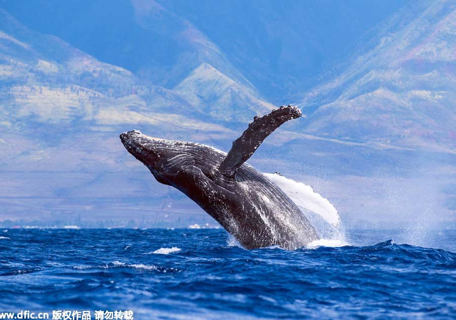 Acrobatic ocean giants