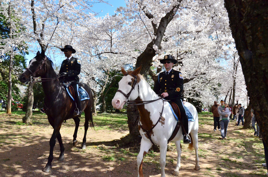 National festival underway with cherry blossoms in peak bloom