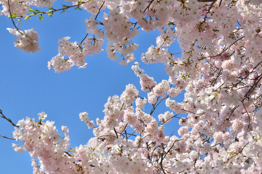 National festival underway with cherry blossoms in peak bloom