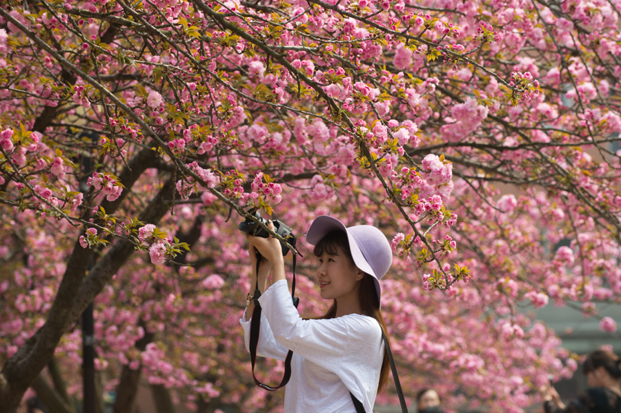 Cherry blossoms around the world