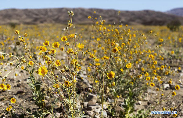 Scenery of Death Valley National Park in United States