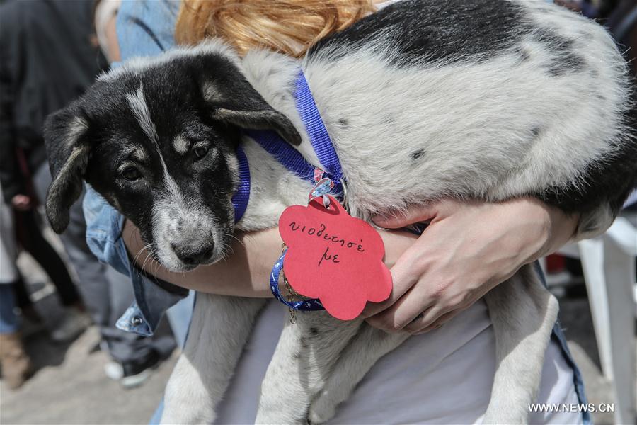 Stray dog adoption event held in Greece