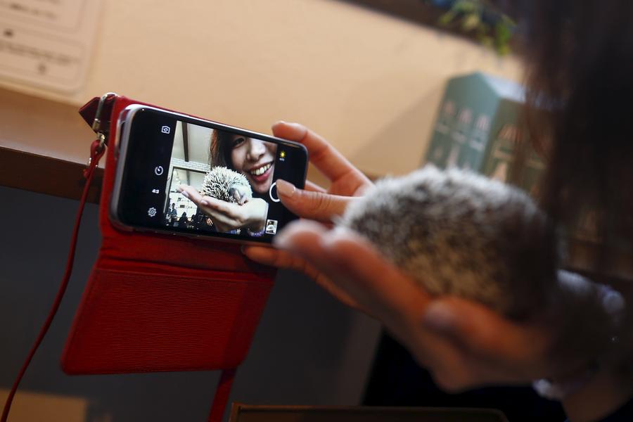 Japanese line up to cuddle hedgehogs - carefully