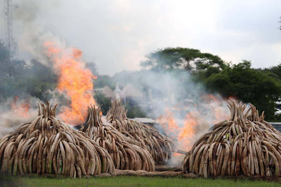 Kenya burns ivory in stand against illegal trade