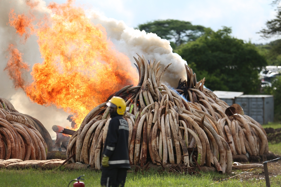 Kenya burns ivory in stand against illegal trade