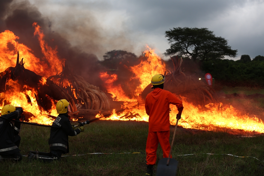 Kenya burns ivory in stand against illegal trade