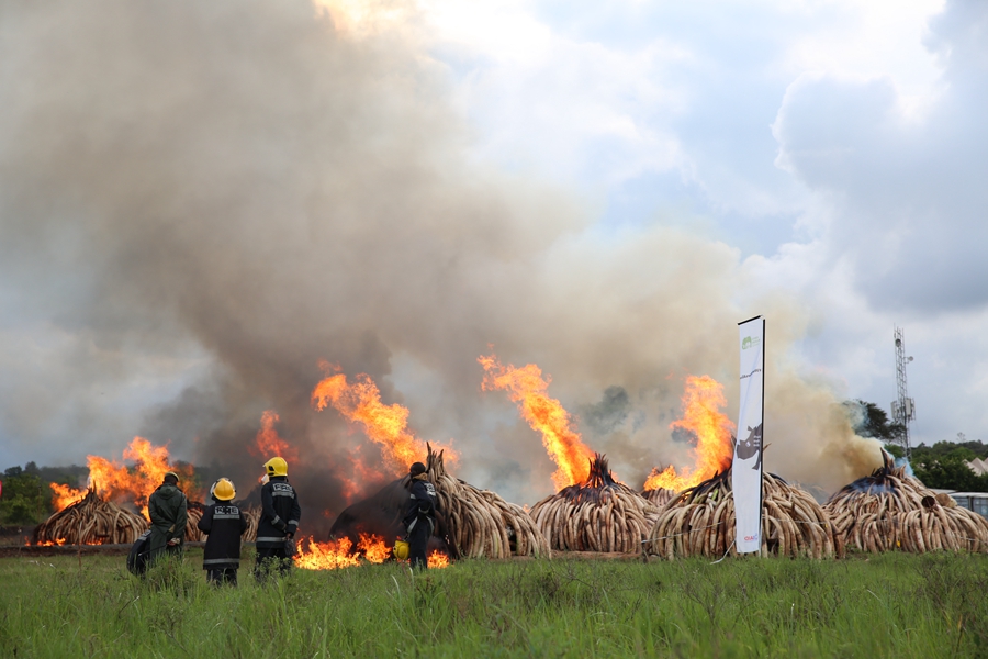 Kenya burns ivory in stand against illegal trade