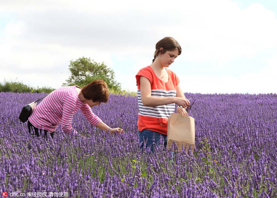 Lavender farm draws visitors on sunny weekend