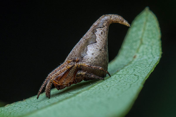 Indian scientists name new spider after Harry Potter hat