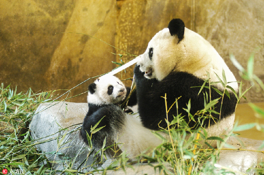 Panda Chulina makes her debut at Madrid zoo