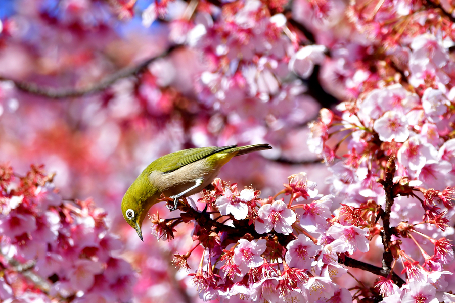 Early flowering cherry blossoms dazzle in Japan