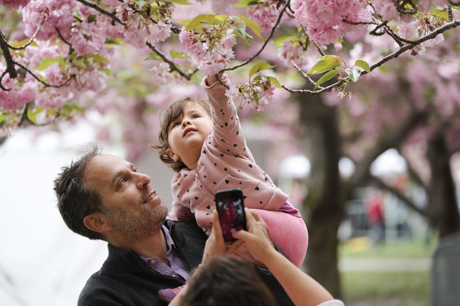 Cherry blossoms in full bloom in New York