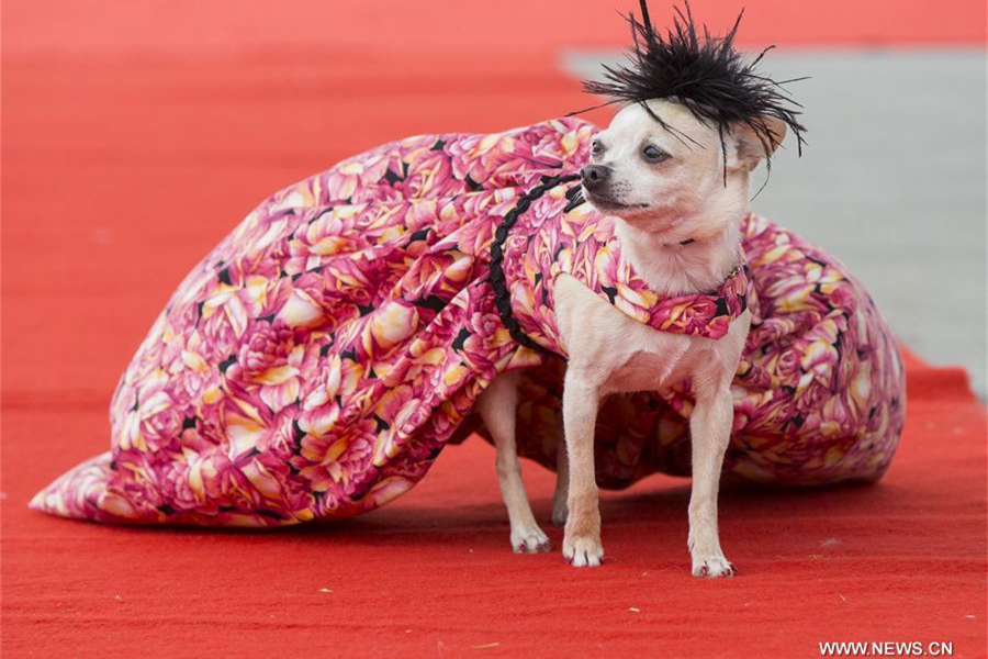 Take closer look at North America's largest festival for dogs