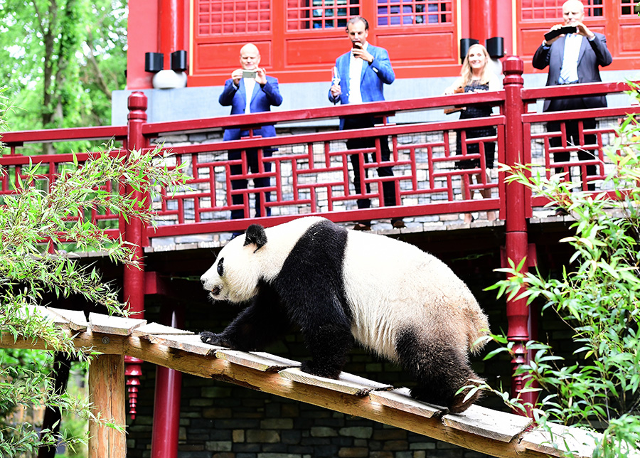 Regal giant pandas greet their subjects