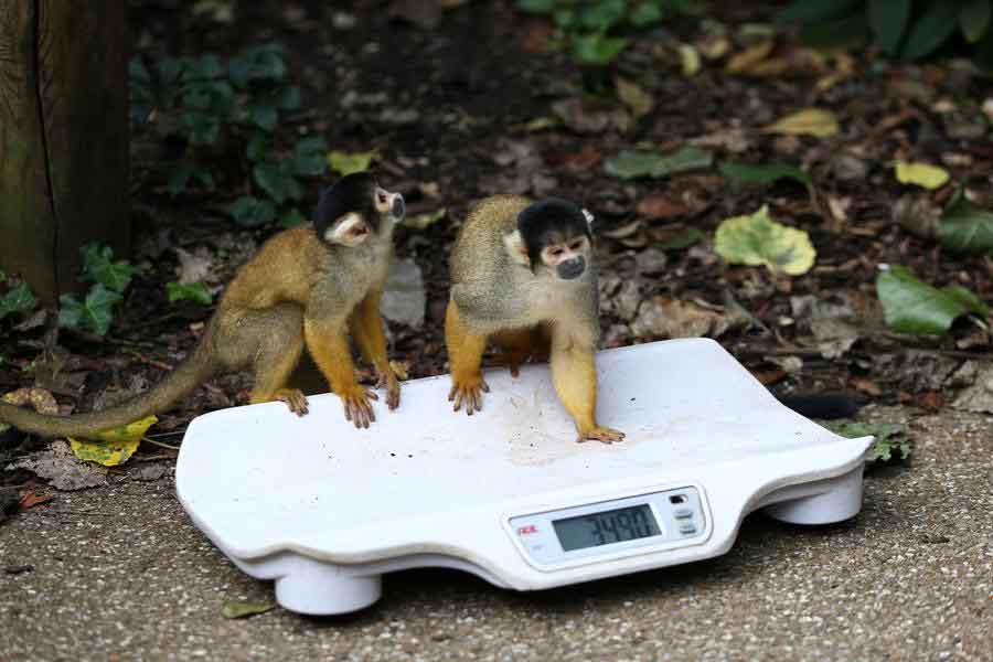 London Zoo gets creative for its annual weigh-in