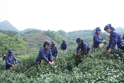 天臺(tái)山云霧茶