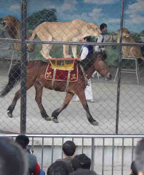 新規(guī)或影響整個(gè)動(dòng)物園和馴獸行業(yè)<A href=