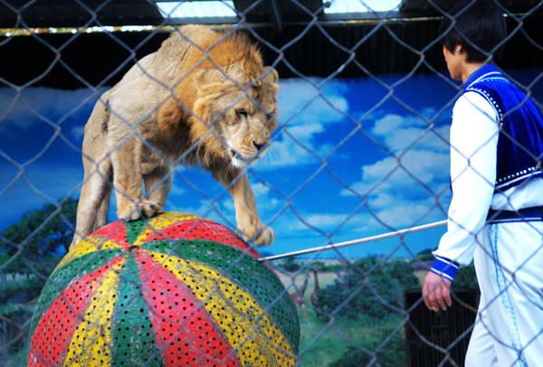 新規(guī)或影響整個(gè)動(dòng)物園和馴獸行業(yè)<A href=