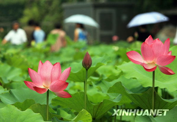 姑蘇夏至荷花飄香[組圖]