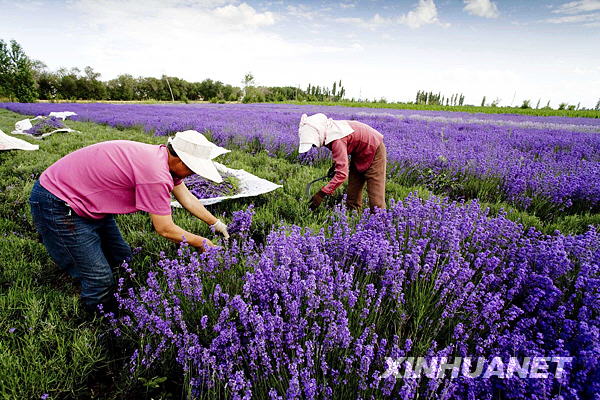 伊犁河谷萬(wàn)畝薰衣草開(kāi)鐮收割[組圖]