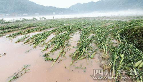 四川達(dá)州遭遇特大暴雨鐵索橋被洪水沖毀[組圖]