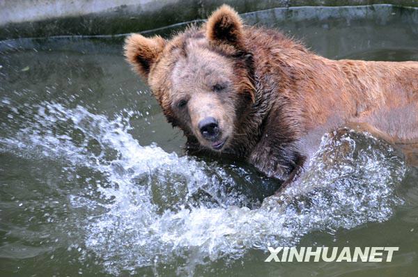 動物避暑[組圖]