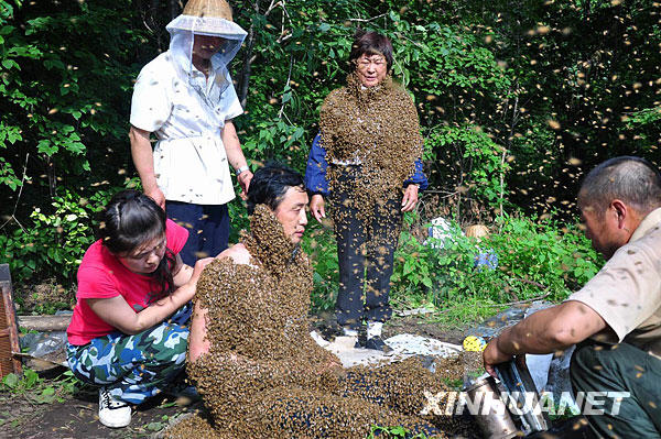 農(nóng)民夫婦變“蜂人”[組圖]