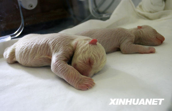 大連老虎灘海洋公園成功繁育一對(duì)北極熊幼仔[圖]