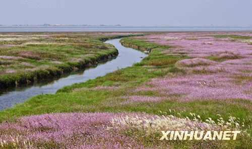 鄱陽(yáng)湖濕地景色迷人