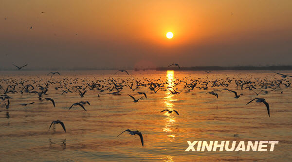 沙湖：候鳥越冬遷徙的“加油站”